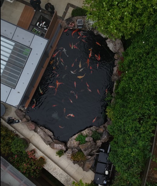 江苏宜兴--新建--120吨锦鲤池